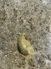 Dolabrifera nicaraguana