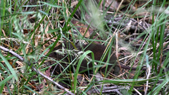 Antechinus mimetes