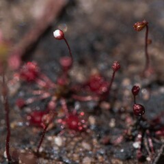 Drosera pygmaea
