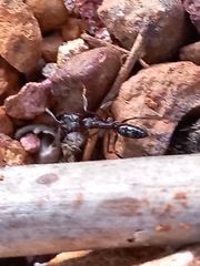 Odontomachus simillimus