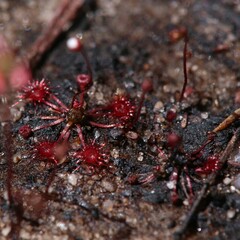 Drosera pygmaea