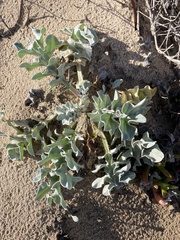 Cirsium rhothophilum