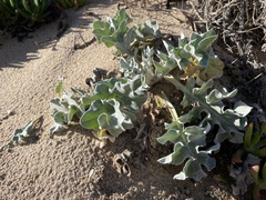 Cirsium rhothophilum