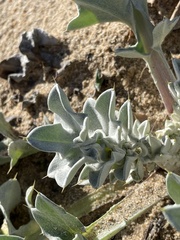 Cirsium rhothophilum