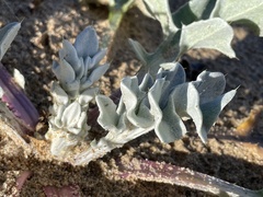 Cirsium rhothophilum