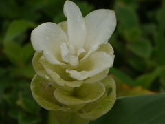 Curcuma caulina