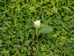 Curcuma caulina