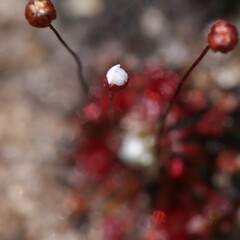 Drosera pygmaea