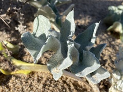Cirsium rhothophilum