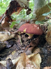 Phylloporus leucomycelinus