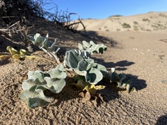 Cirsium rhothophilum