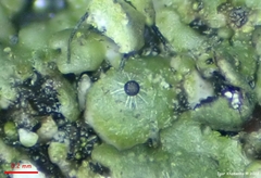 Erysiphe berberidis