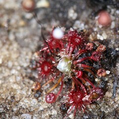 Drosera pygmaea