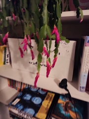 Schlumbergera truncata
