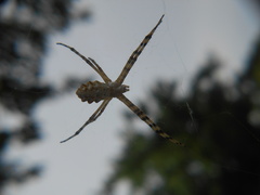 Argiope lobata