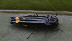 Agrilus chrysostictus