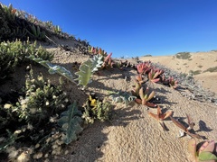 Cirsium rhothophilum