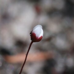 Drosera pygmaea
