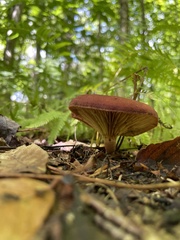 Phylloporus leucomycelinus