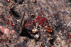 Drosera pygmaea