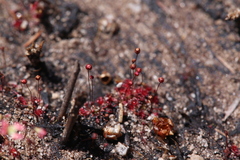 Drosera pygmaea