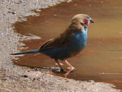 Uraeginthus bengalus