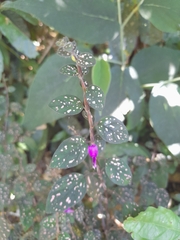 Hypoestes