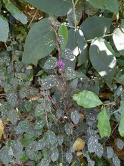 Hypoestes
