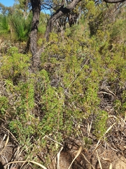 Isopogon dubius