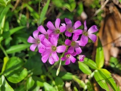 Oxalis debilis