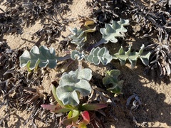 Cirsium rhothophilum