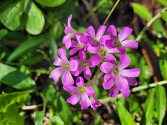 Oxalis debilis