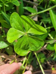 Oxalis debilis