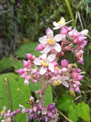 Miconia subcrustulata