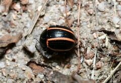 Deuterocampta quadrijuga