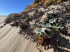 Cirsium rhothophilum