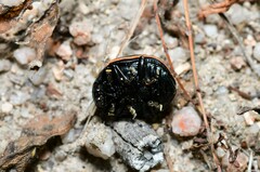 Deuterocampta quadrijuga