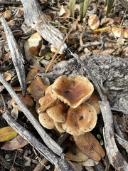 Pholiota spumosa