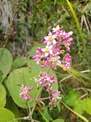 Miconia subcrustulata