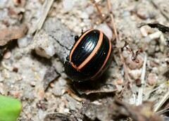 Deuterocampta quadrijuga