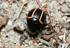 Deuterocampta quadrijuga