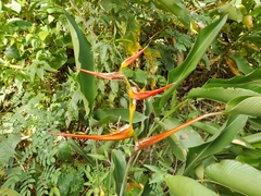 Heliconia latispatha image