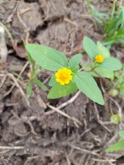 Melampodium divaricatum