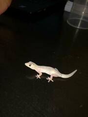 Hemidactylus mabouia