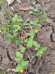 Melampodium divaricatum