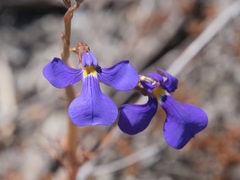 Lobelia tenuior