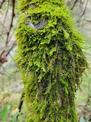 Dendroalsia abietina