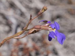Lobelia tenuior