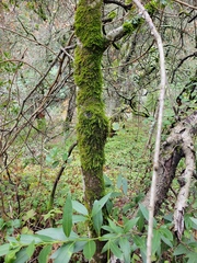 Dendroalsia abietina