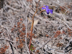 Lobelia tenuior